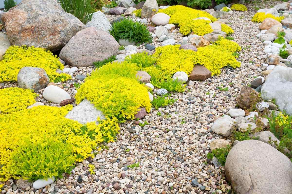 Comment créer un jardin de rocaille